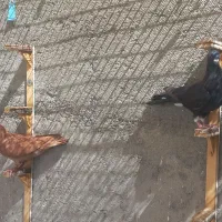 دوتا گرفتنی الان