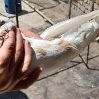 کبوتر نرو ماده