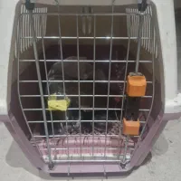 باکس سگ