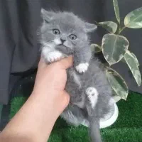گربه اسکاتیش بریتیش بلو خوشگل بامزه