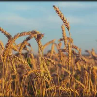 گندم شلتوک برنج