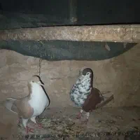 جفتگاه رنگه طوقی و ساده