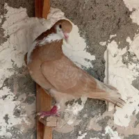 کرواتی زرد ماده
