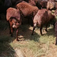 میش بدون بره