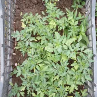 نشا گوجه گیلاسی مشکی و رنگی میکس