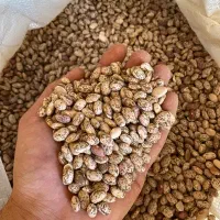 لوبیا چیتی ارتشی
