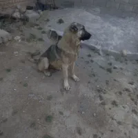 سگ ماده سرابی گله ای  یک ساله