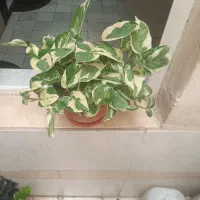 کالانکوئه قاشقی شفلرا(*)