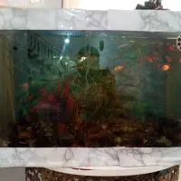 اکواریوم