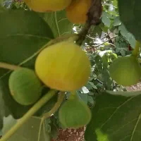 انجیر|خوردنی و آشامیدنی|اسفراین, |دیوار