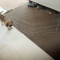 پارک سگ