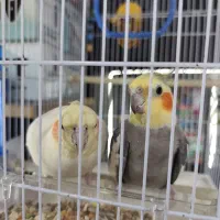 عروس هلندی جفت