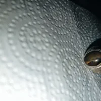 انگشتر نقره شجر