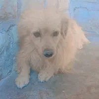 سگ نر