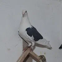 پشتی سیاه نر همچی عالی فروشی قیمت ۱ تمن