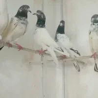 انواع کبوتر شهرستانی