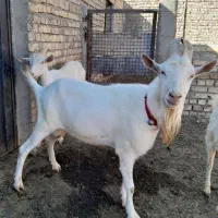 نربزسانن