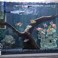 آکواریوم لامپ چوب آبنوس حلزون لجنخوار پوزه بوته ای