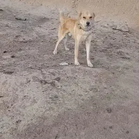 سگ گله