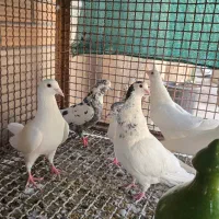 کبوتر پلاکی مسافتی سفید پاک