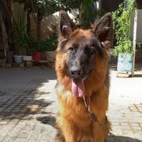 نژاد عالی و باهوش و دوست داشتنی