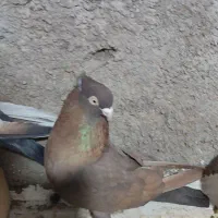 تافته ای آبادانی