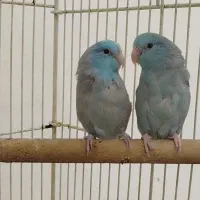فروش یک جفت طوطی پروتلت