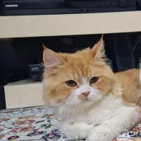 گربه ماده میکس پرشین و هیمالین
