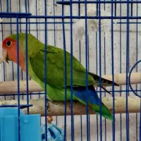 یه جفت طوطی برزیلی همراه یک جوجه