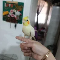 پرنده