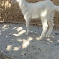 بزغاله شیری سانن