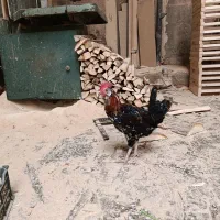 خروس.گلین