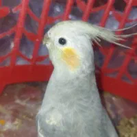 عروس هلندی نژاد خاکستری