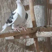 کفتر دورگ‌پشت‌سبز‌