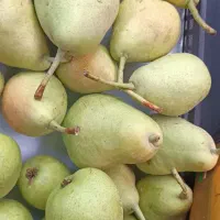 گلابی درجه یک