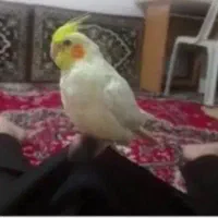 عروس هلندی نر اماده