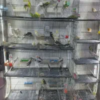 پرنده سرای امیر