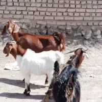 بز زاییده شیرا