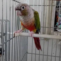 طوطی گرینچیک