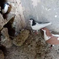 کبوتررنگه چپ وراست