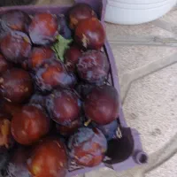 شلیل وهلو انجیری و آلوسیاه ازباغ اهر