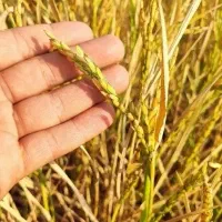 توزیع و پخش برنج ممتاز عنبربو عطری خوزستان در پرند|خوردنی و آشامیدنی|پرند, فاز ۵|دیوار