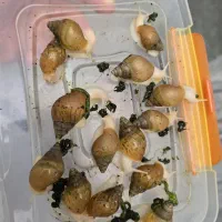 حلزون|خزنده|کوهسار (البرز), |دیوار