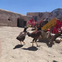 مرغ و خروس لاری