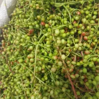 خرید فروش خشکبار کلی وجزعی. عرقیات خانگی همه نوع