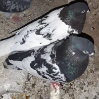 کبوتر