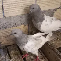 سلام درود
