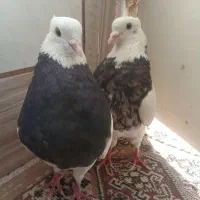 طوقی|پرنده|باغ بهادران, |دیوار