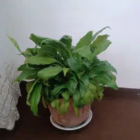 گل طبیعی