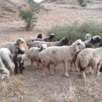 گوسفند|حیوانات مزرعه|مسجد سلیمان, |دیوار